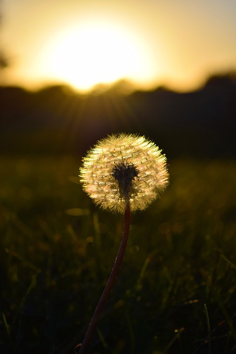 Dandelion-1806772 960 720.jpg