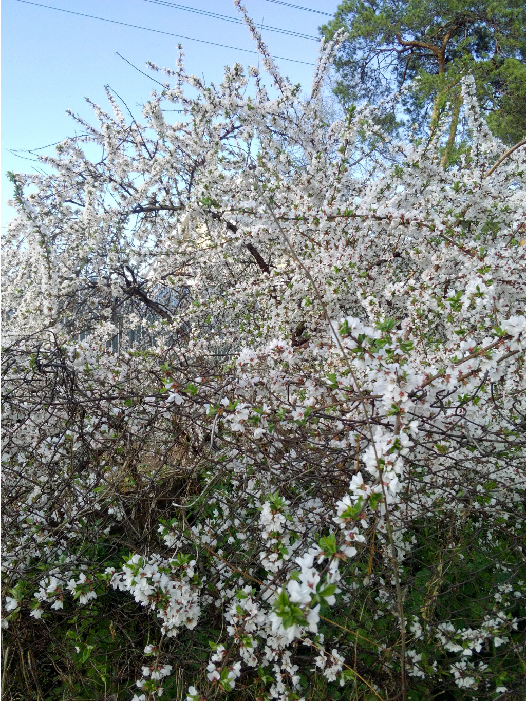 IMG 20190508 164250.jpg