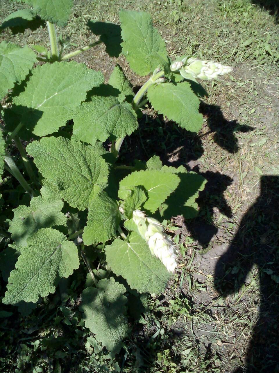  viber 2019-06-14 09-11-35.jpg