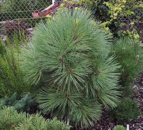   (Pinus Joppi).jpg