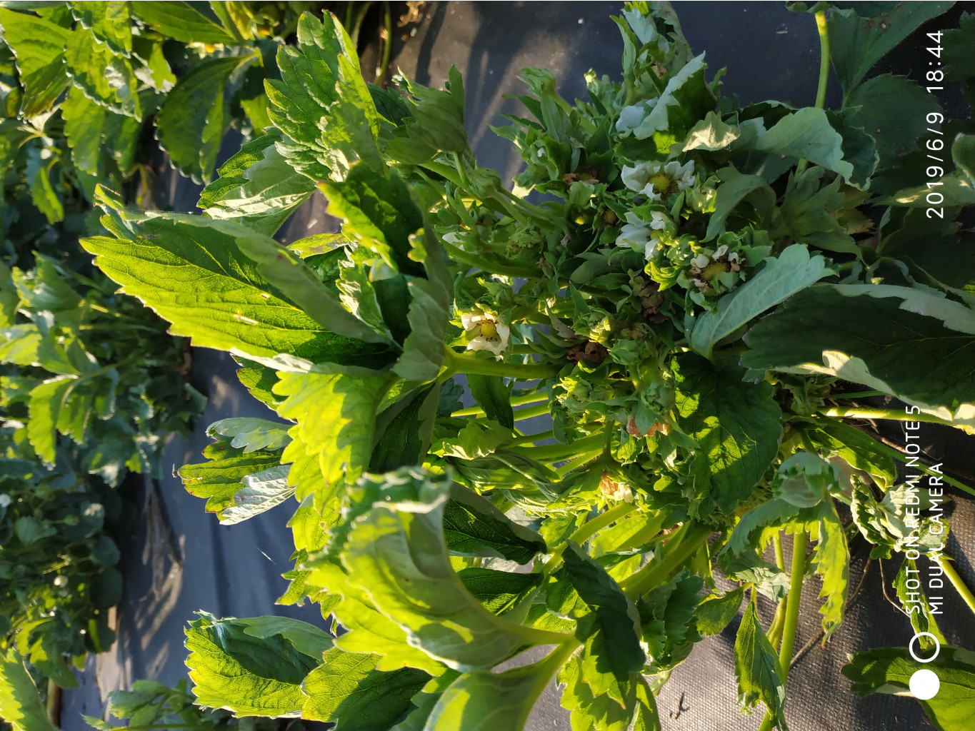 IMG 20190609 184433.jpg