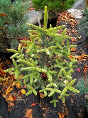   (Abies pinsapo Aurea).jpg