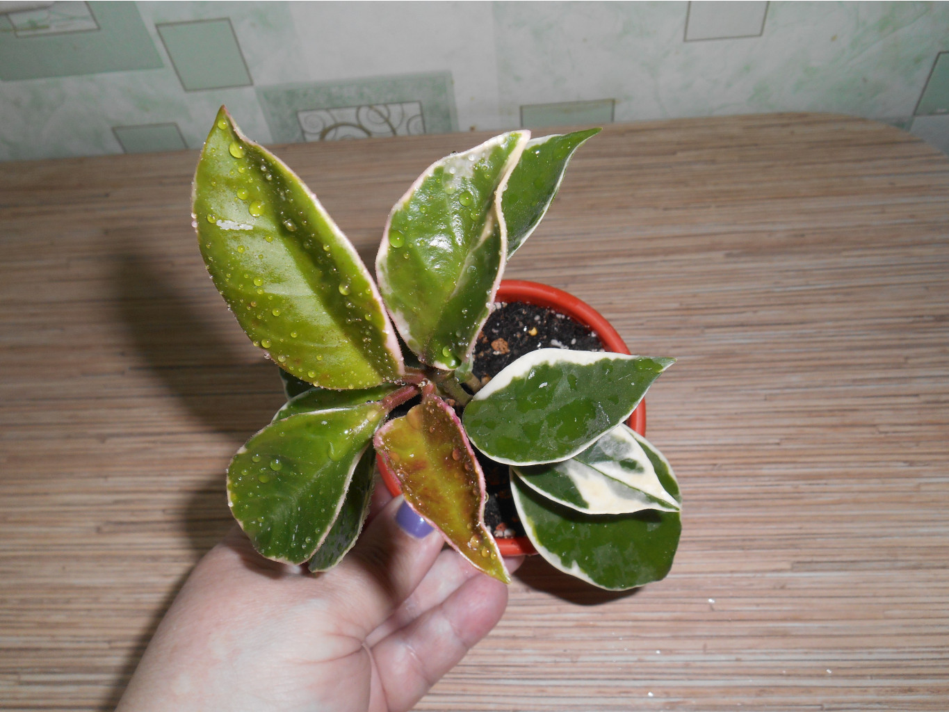 carnosa snow ball margin variegata.