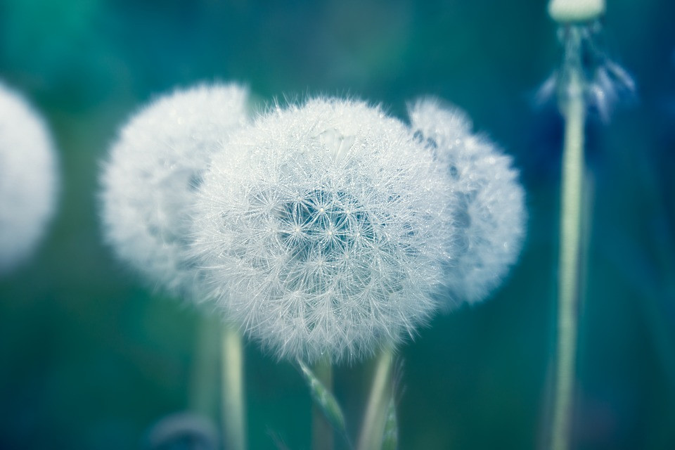 Dandelion-4183146 960 720.jpg