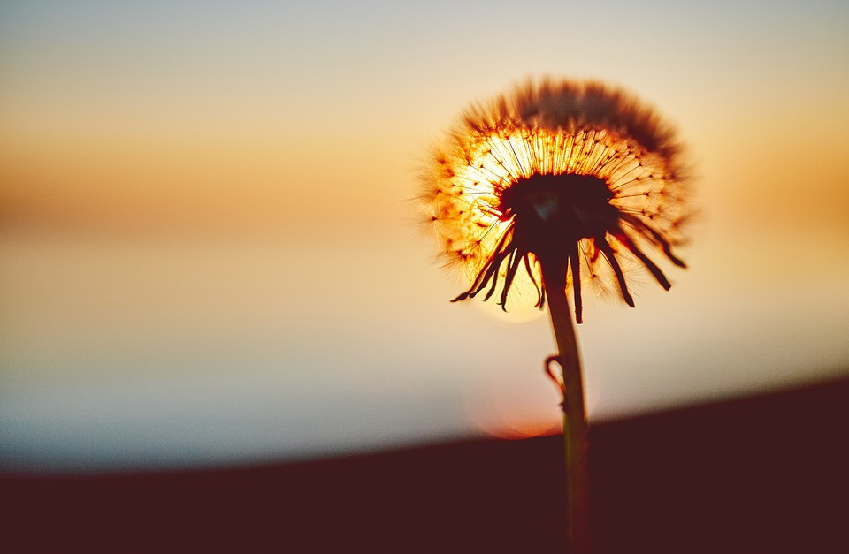 Dandelion-2617867 960 720.jpg