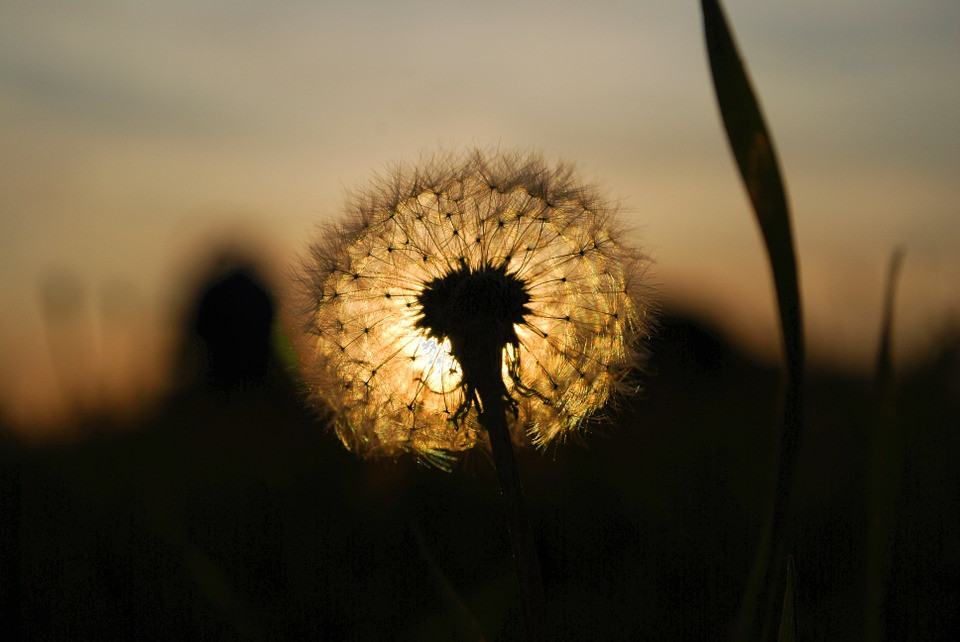 Dandelion-421044 960 720.jpg