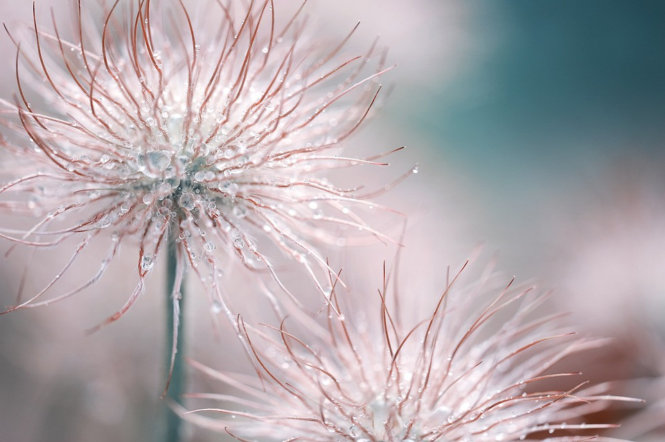 Pasqueflower-3066824 960 720.jpg