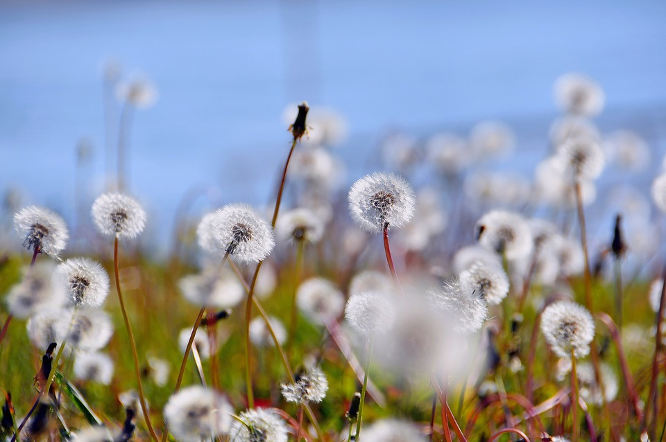 Dandelion-3766626 960 720.jpg