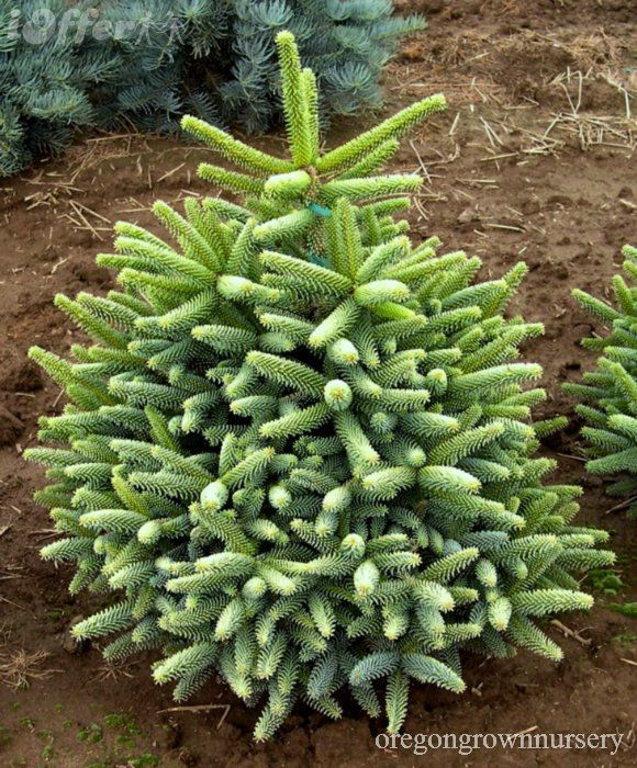   (Abies pinsapo Aurea).jpg--.jpg