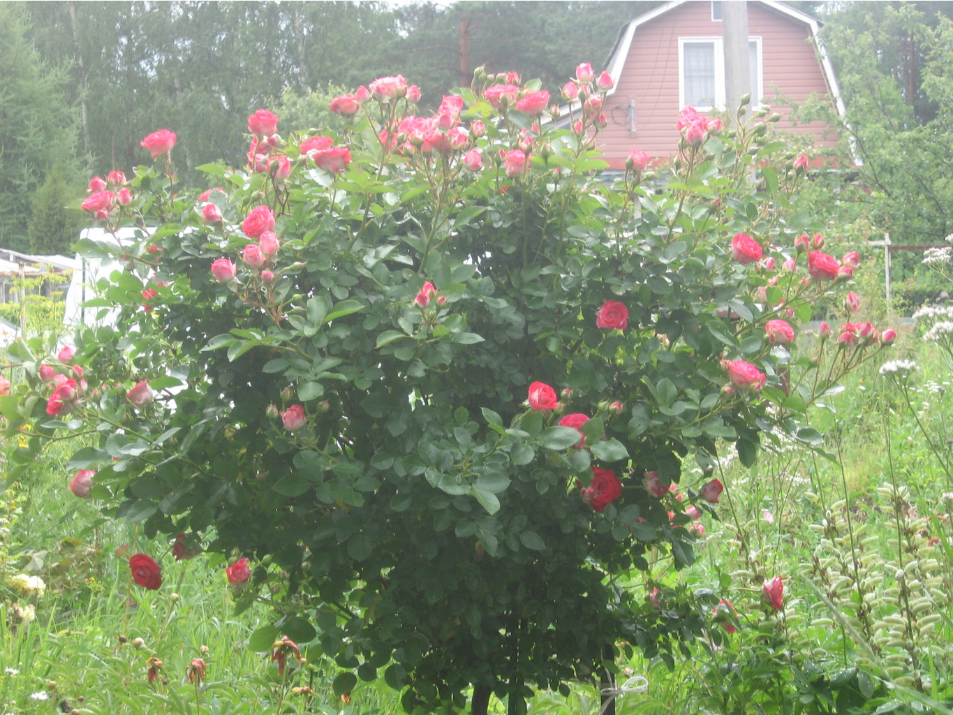 IMG 1854.JPG