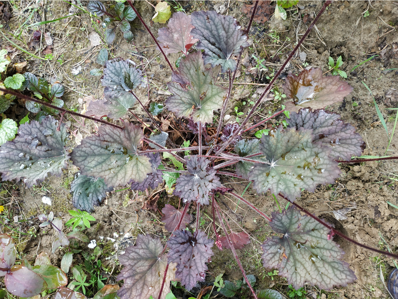 Frosted Violette