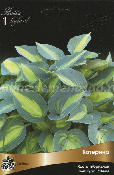    Hosta atherine  153,0 ..jpeg