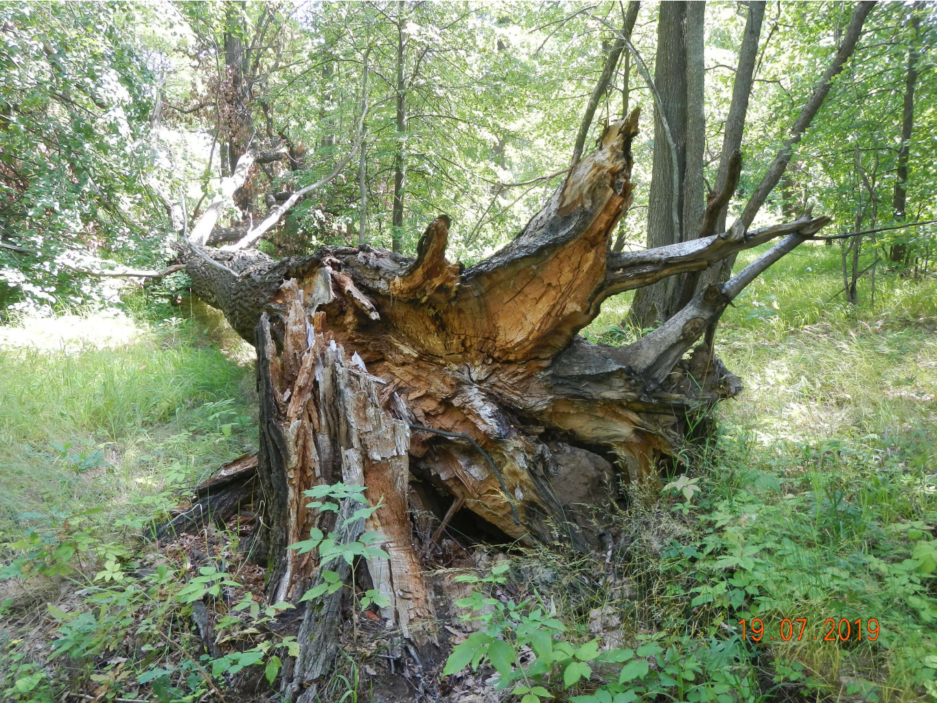 DSCN0597.JPG