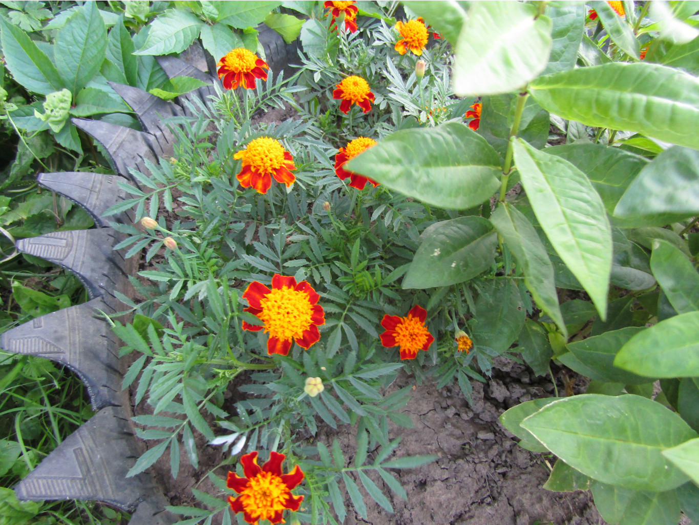 IMG 1654.JPG
