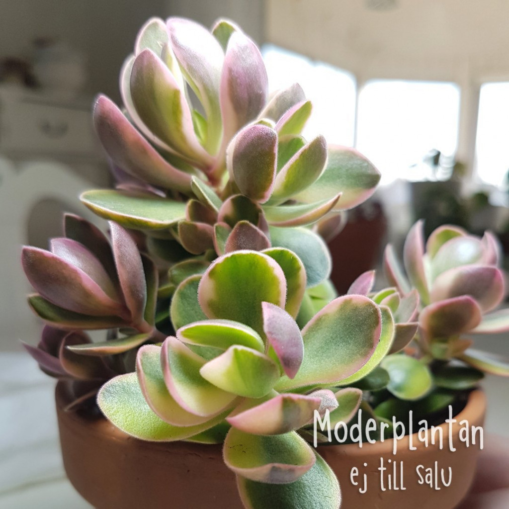   ( Crassula Money maker variegated) - 250 .