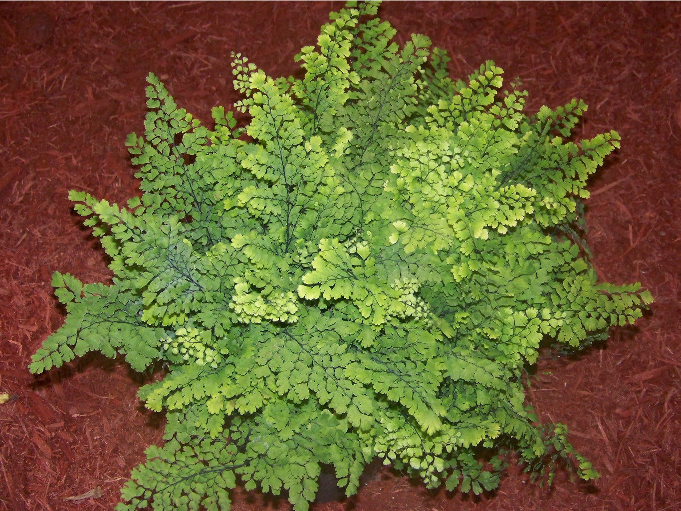   (Adiantum Fritz Luthii)