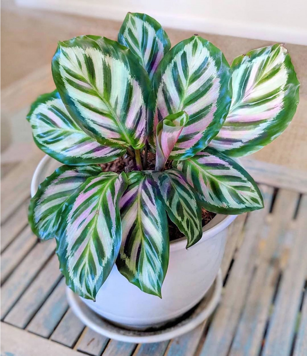    ( Calathea roseopicta Cora) - 550 - 600 .