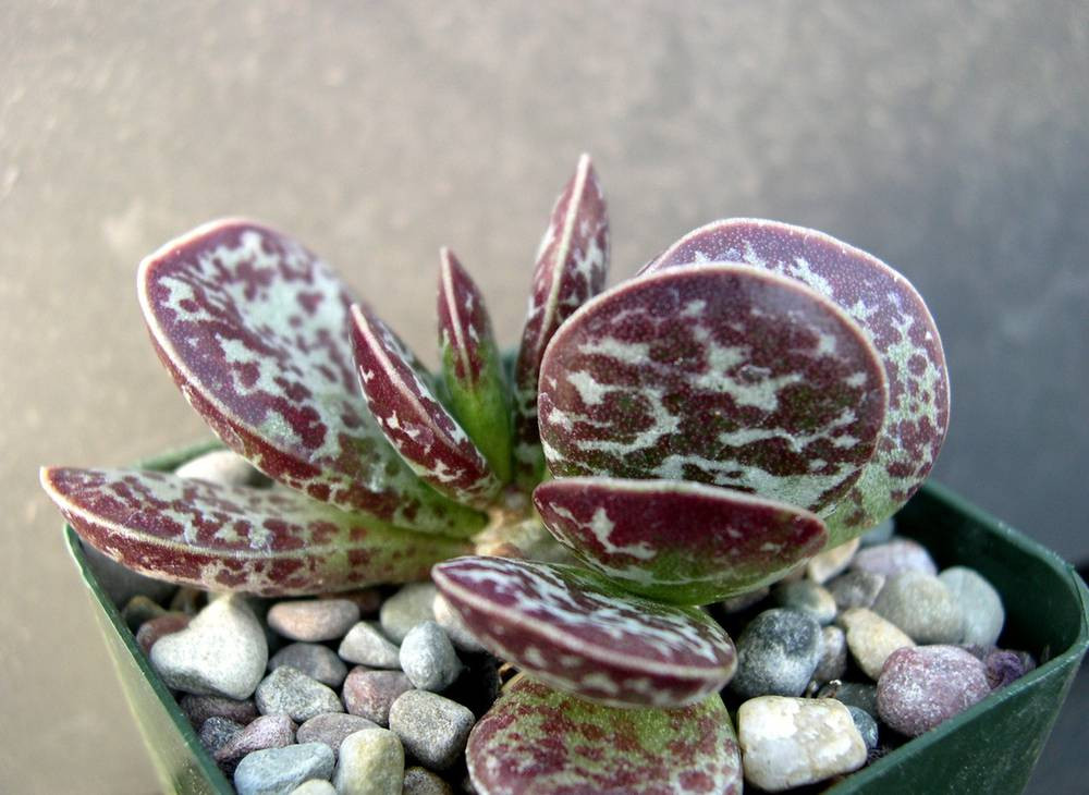   ( Adromischus MACULATUS) -