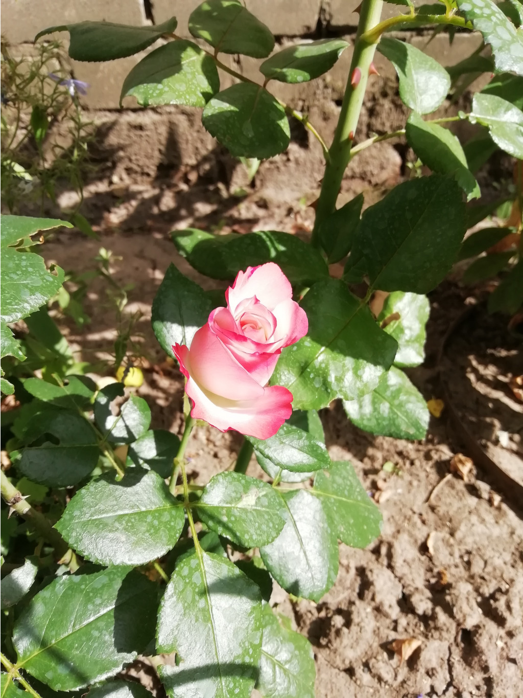 IMG 20190626 153045.jpg