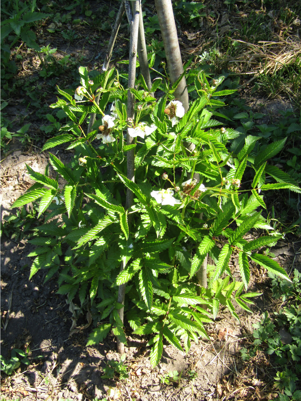 IMG 1494.JPG