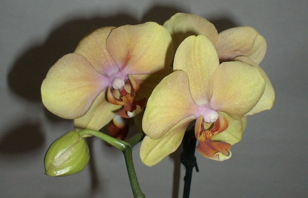    ( Phalaenopsis Golden River) - 600 