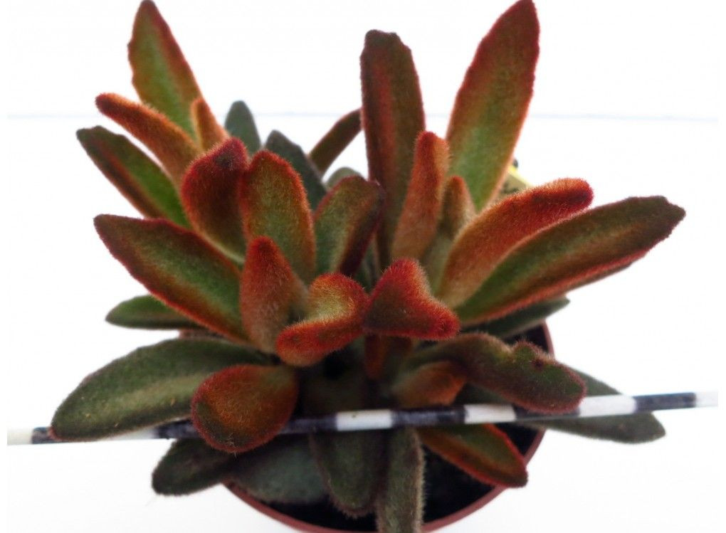   ( Kalanchoe tomentosa) - 250 .