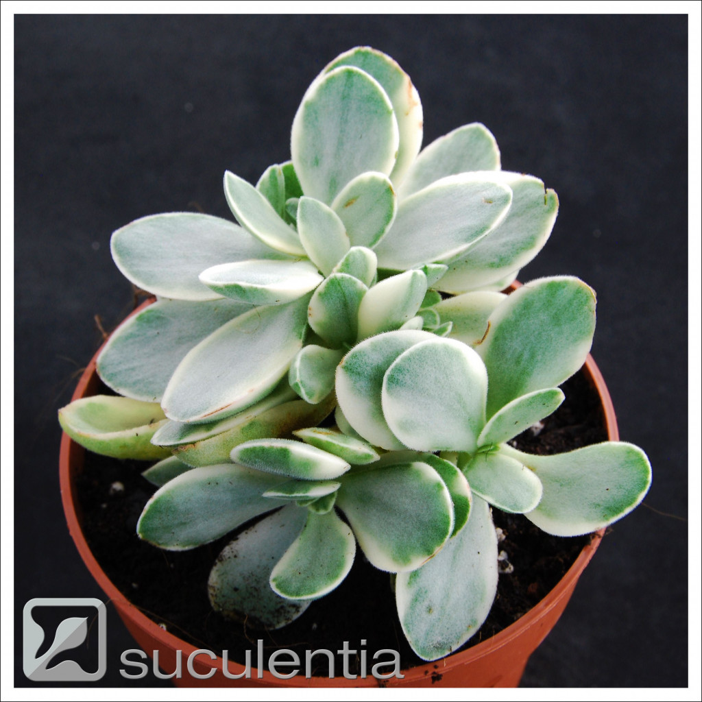   ( Crassula Money maker variegated