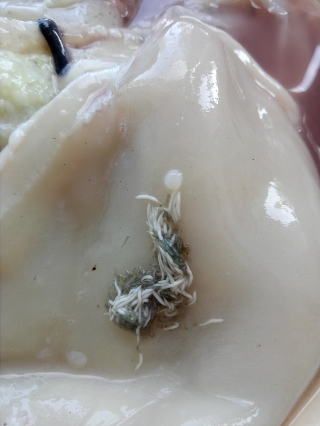 Закупка море продукты
