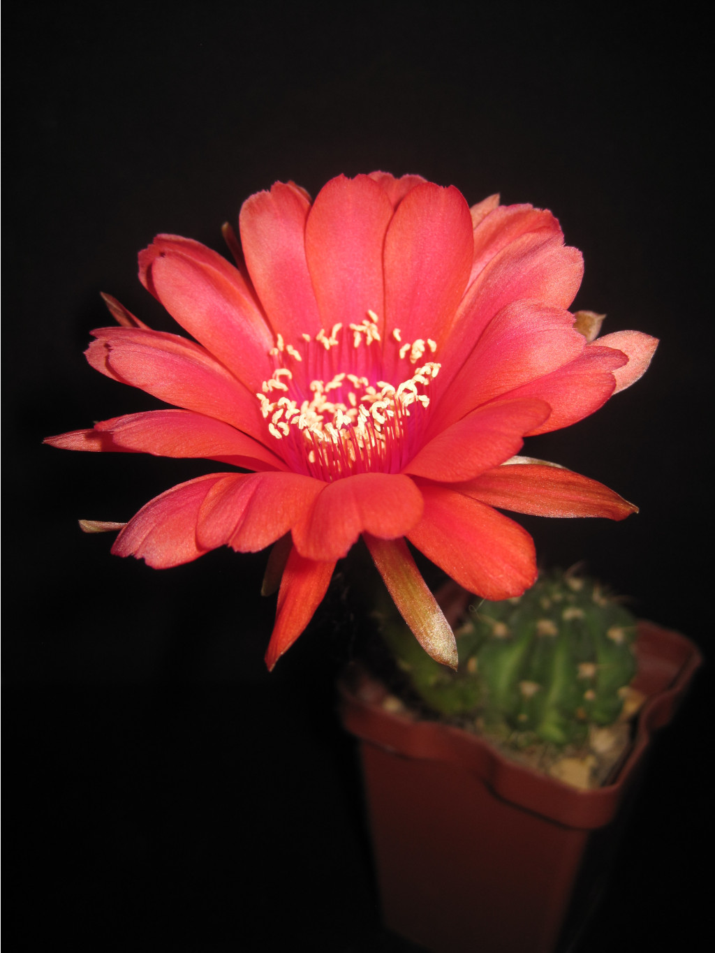 Echinopsis calorubra