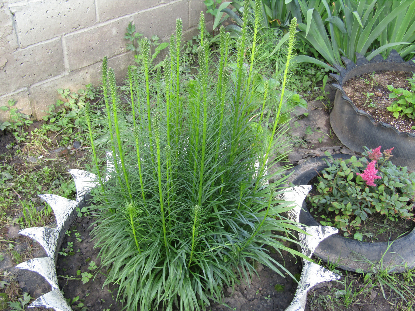IMG 1559.JPG
