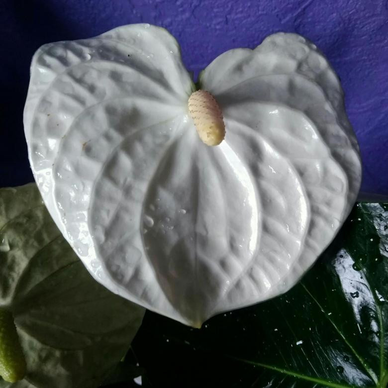   ( Anthurium Montana)