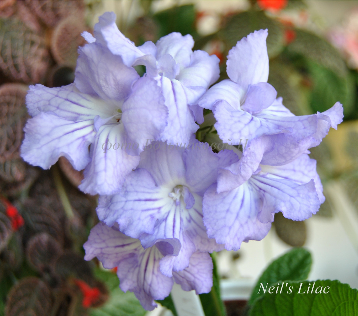 Neil's Lilac...JPG