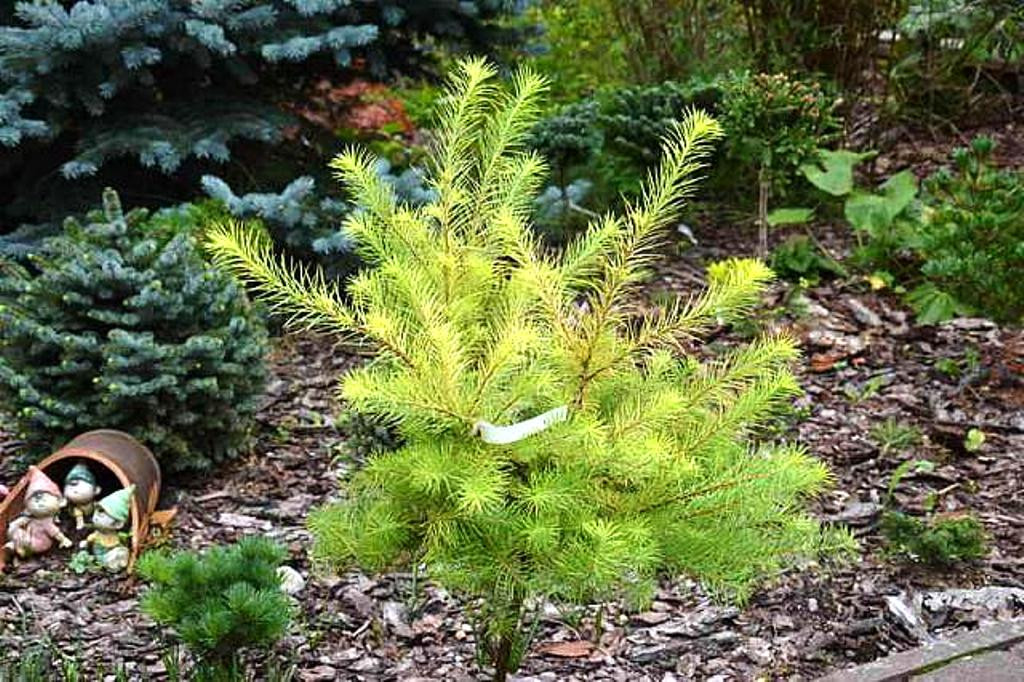 Larix kaempferi Magic Gold 90 CM STEM C7,5/P26 2 YEARS CROWN-  46    3