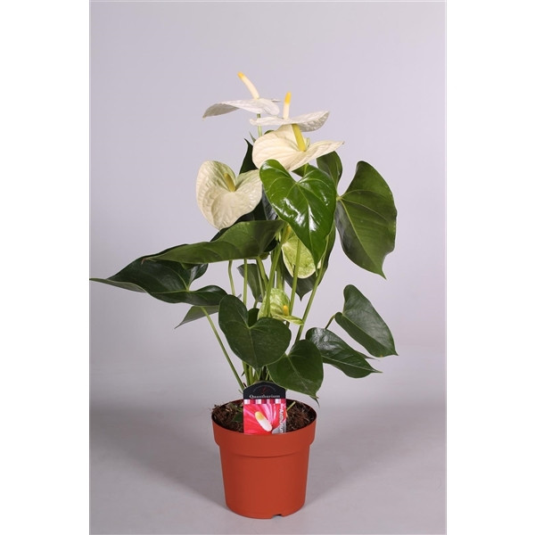   ( Anthurium Montana)