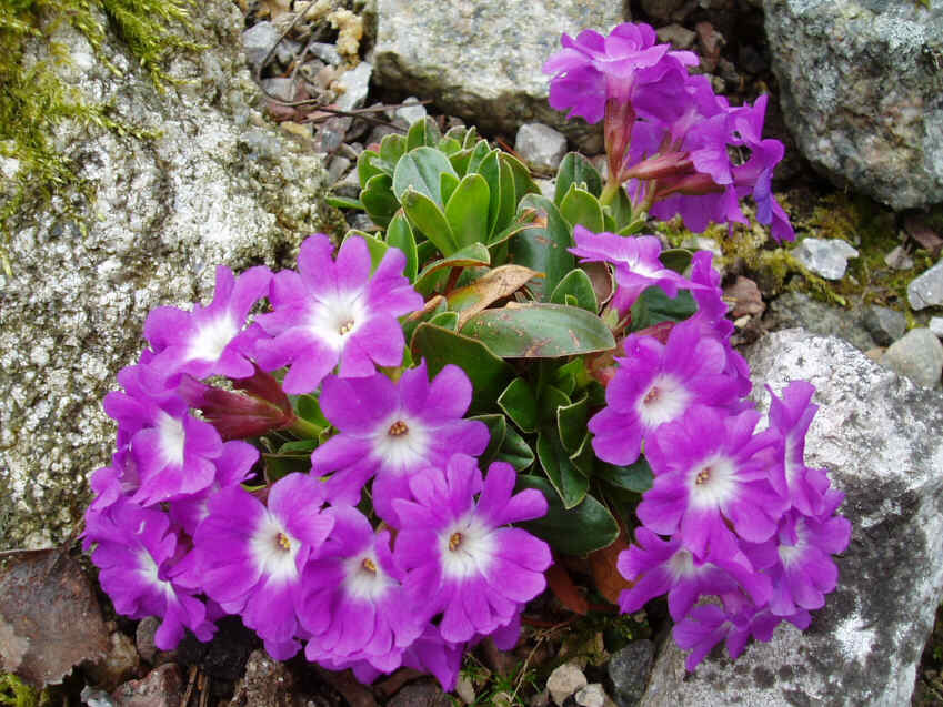 Primula wulfeniana.jpg