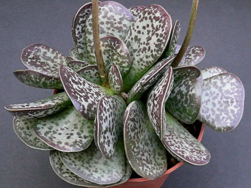   ( Adromischus MACULATUS) - 250- 300 .