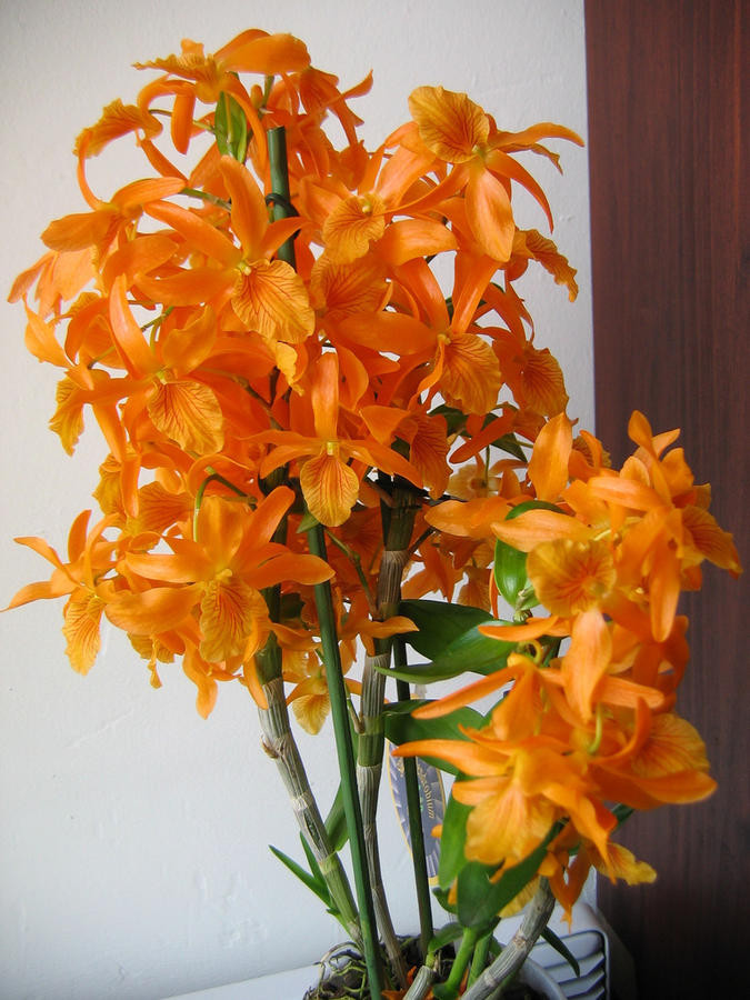    (Dendrobium-nobile-firebird) 550 