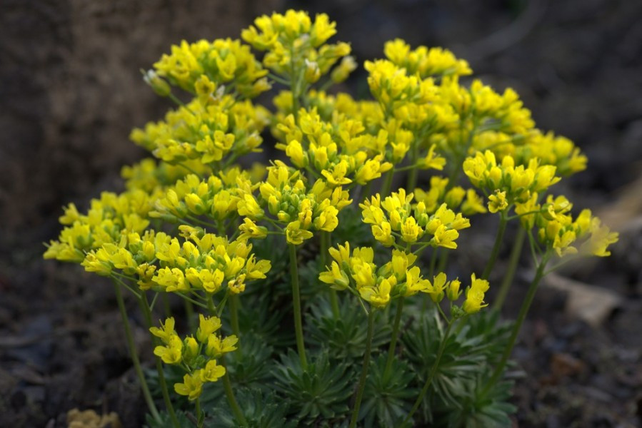 Draba aizoon.jpg