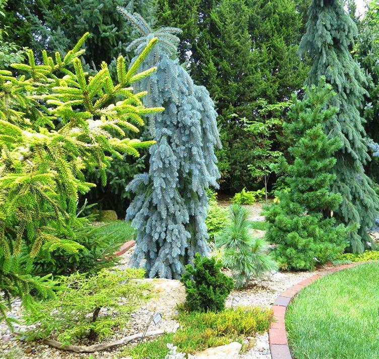 Picea pungens The Blues C12 50-60 CM- 85,50 .  1