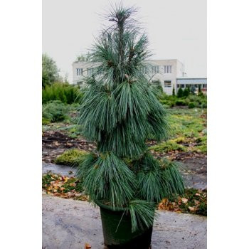 111Pinus schwerinii Wiethorst C3 P19 25-30 CM==16,6 -.jpg