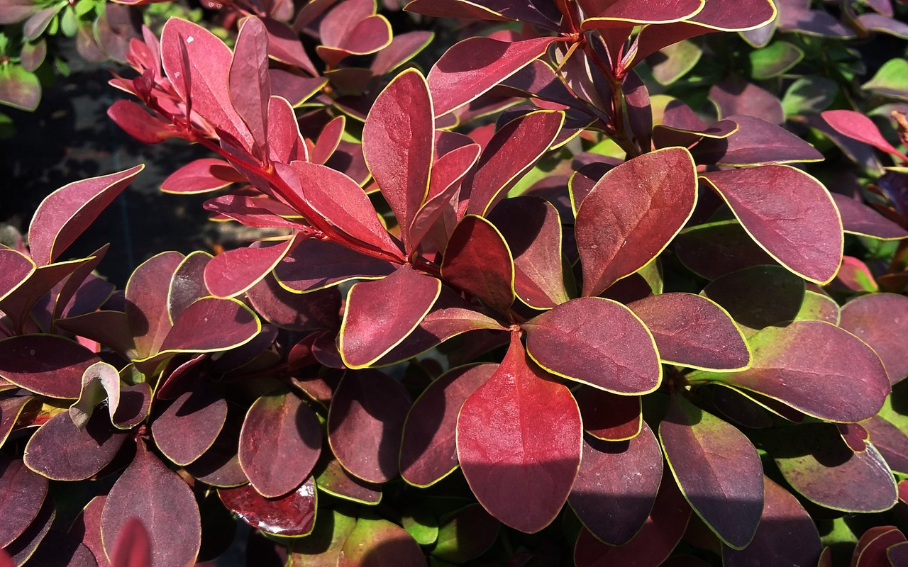 Berberis thunbergii Golden Ring C2 30-40-5,20   5