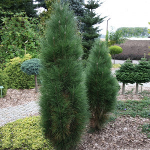 Pinus nigra Green Tower C3/P19 25-30 CM  16,60   2