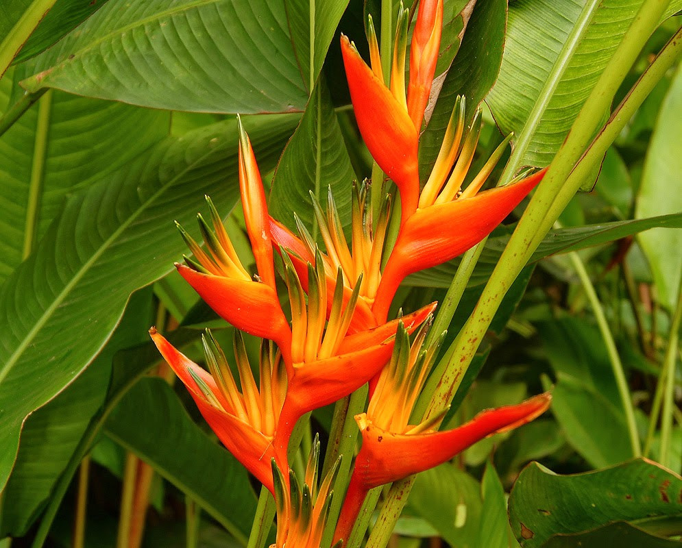  (Heliconias Ps Hawai) - 500 - 550 .