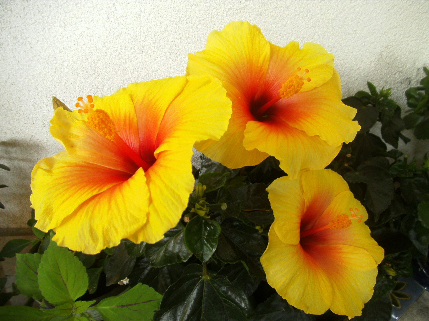   Hibiscus Apollo - 400- 450 .