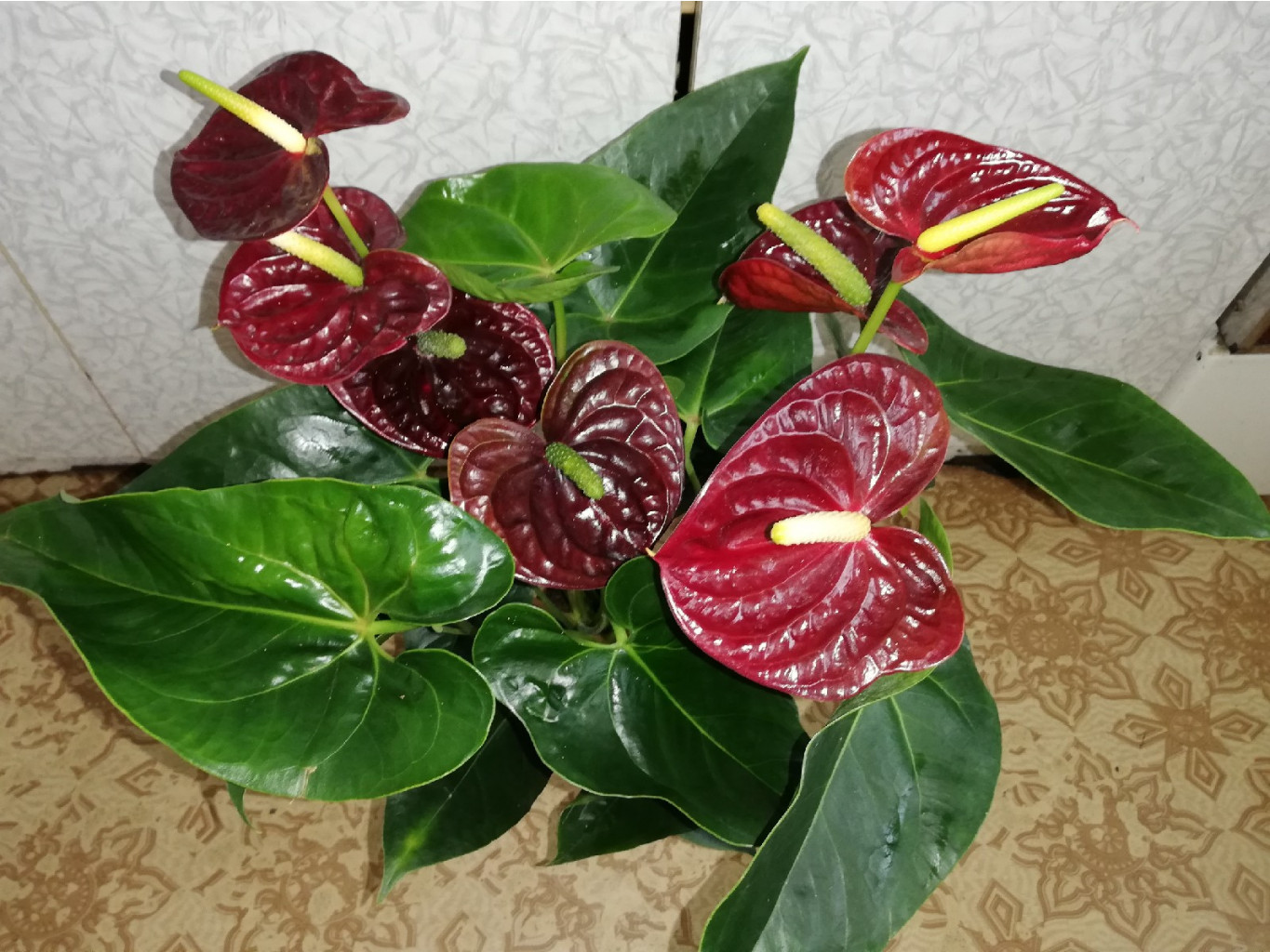   ( Anthurium Aramon) - 750 .