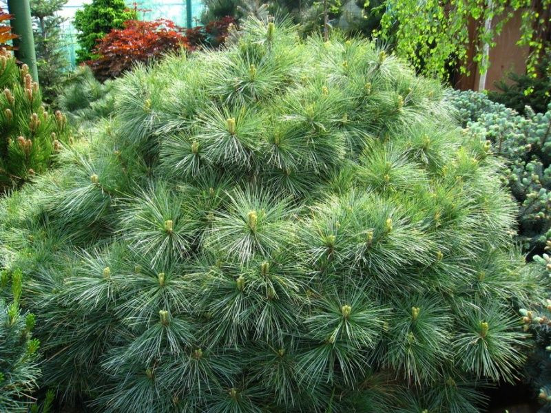 Pinus strobus Minima C3/P19 20-25 CM  16,60  1