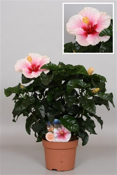   ( Hibiscus Geisha)