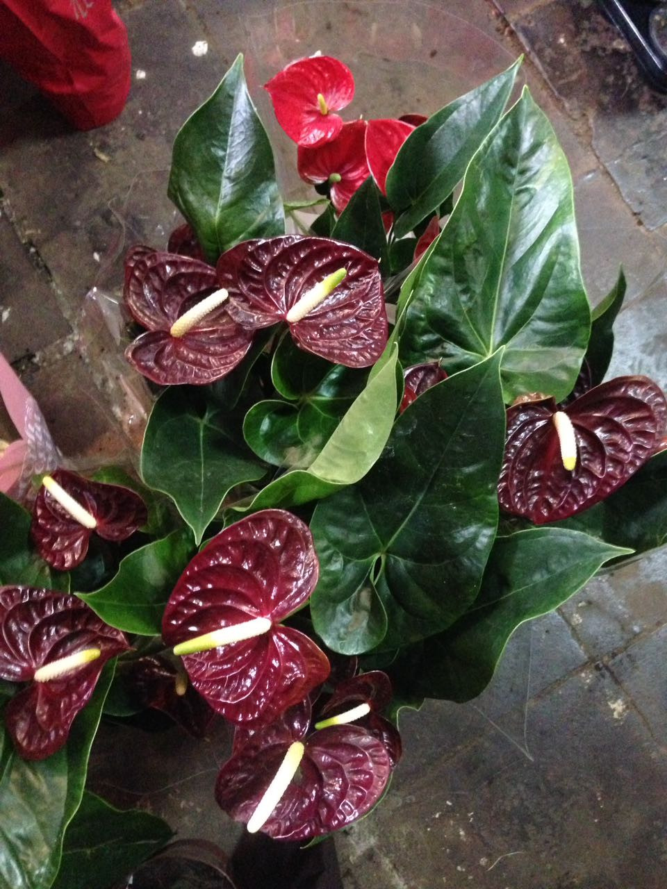   ( Anthurium Aramon)