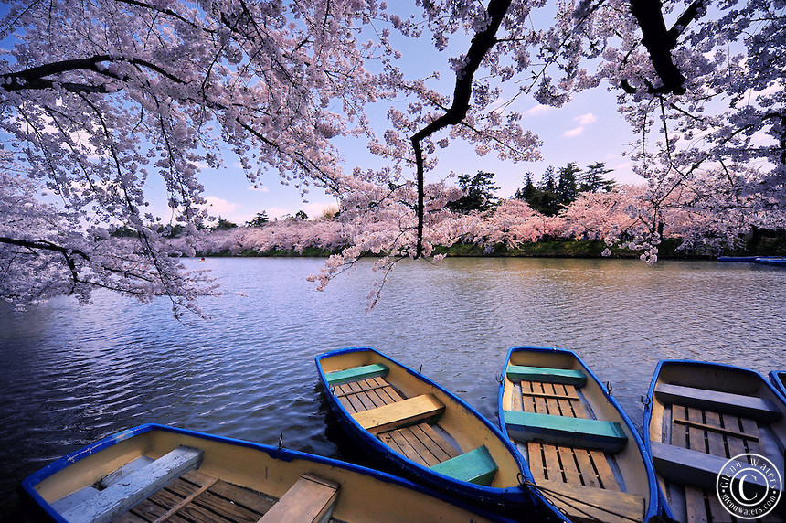 Japan-cherryblossom-boats.jpg