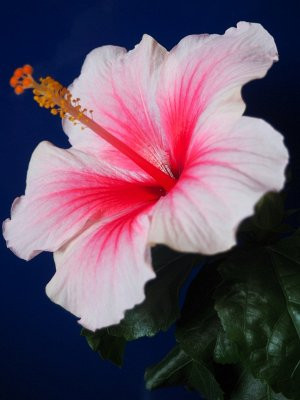   ( Hibiscus Geisha) - 500 .